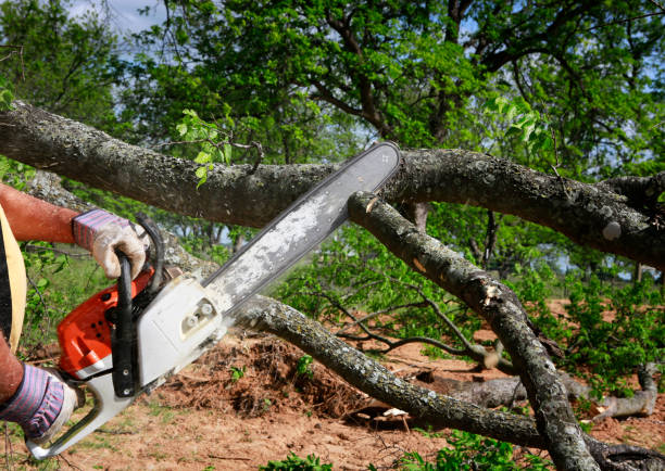 Best Tree Health Inspection  in Hyde Rk, PA